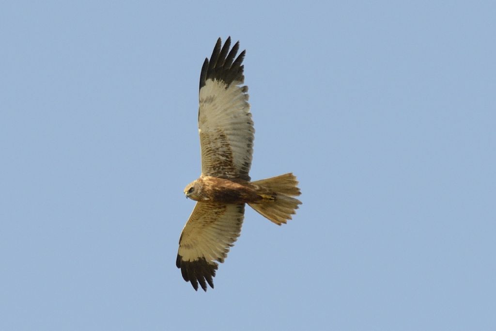 Libera nel cielo